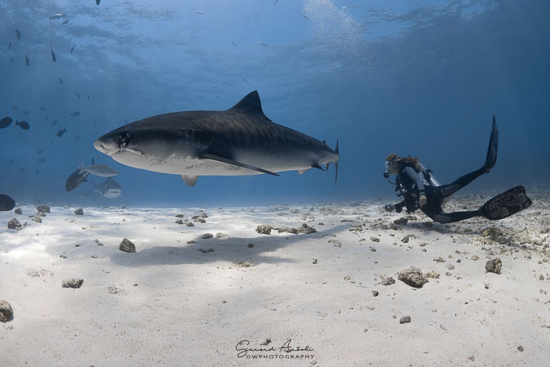 Un buceador junto a un tiburón tigre en las cristalinas aguas de Maldivas