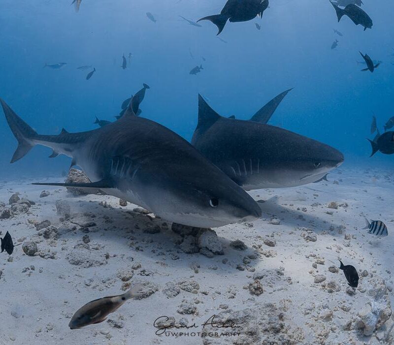 Dos tiburones tigre nadando en las claras aguas cerca de Fuvahmulah, un popular destino para el buceo con tiburones.