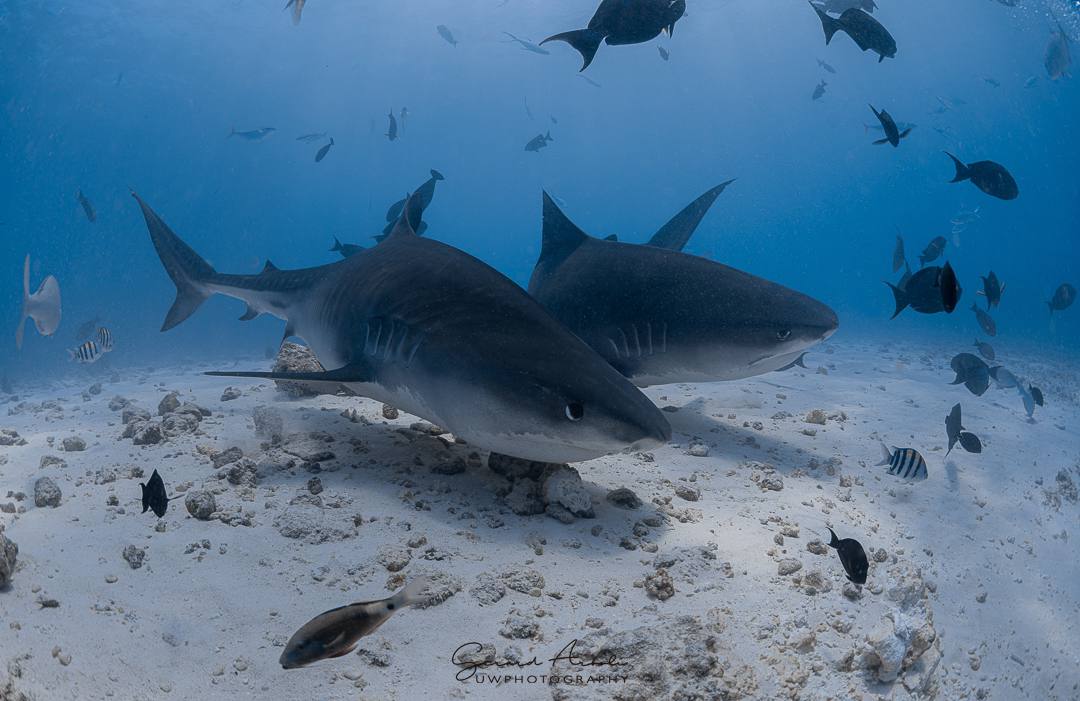 Dos tiburones tigre nadando en las claras aguas cerca de Fuvahmulah, un popular destino para el buceo con tiburones.