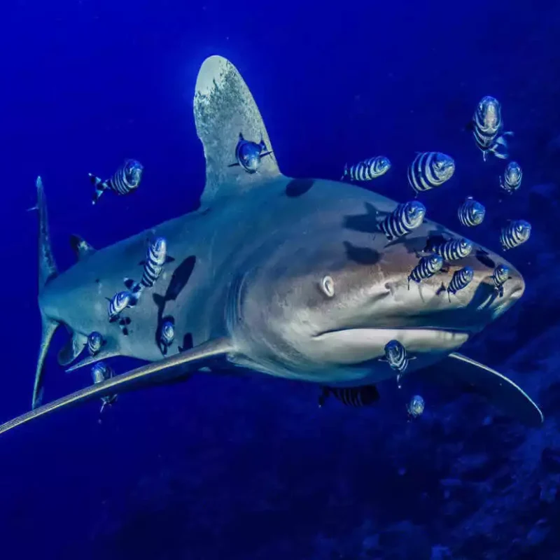 Viaje de buceo a Mar Rojo Sur