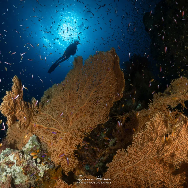 Seven Blue Viajes de Buceo