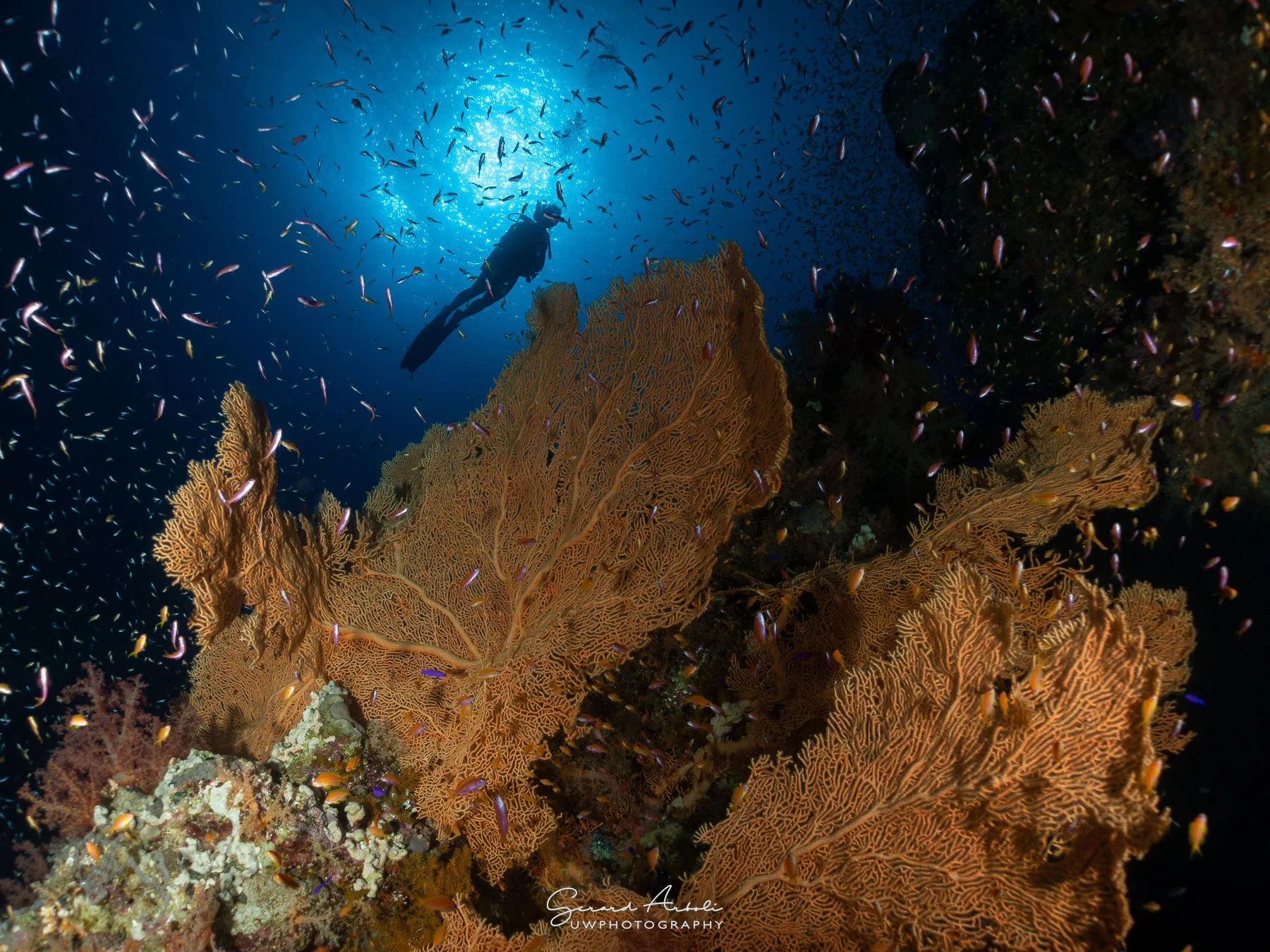 Seven Blue Viajes de Buceo